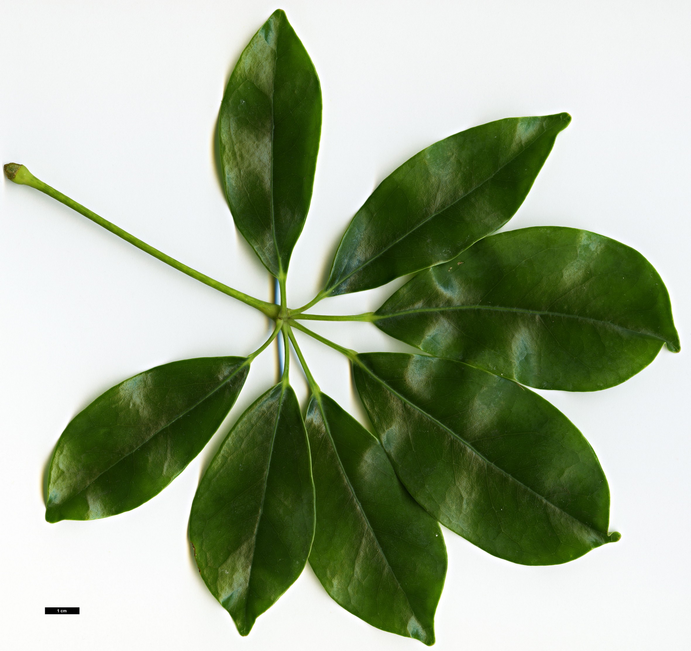 High resolution image: Family: Araliaceae - Genus: Schefflera - Taxon: arboricola 